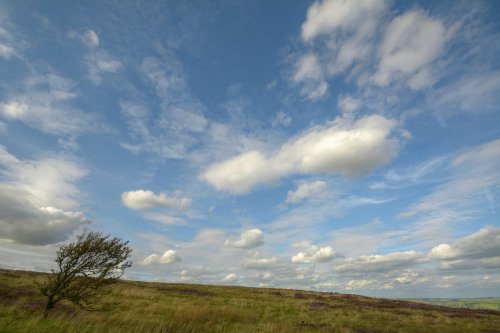 Lone Tree, Peak District National Park, Staffordshire Moorlands