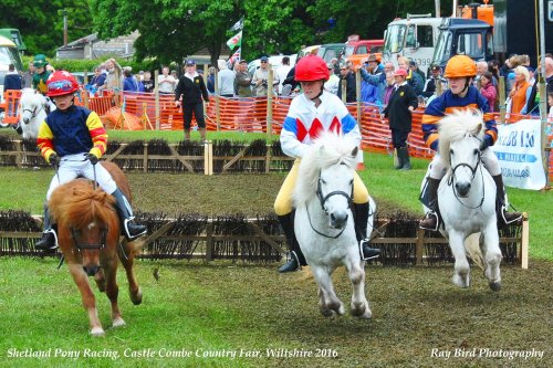 Pony Racing, Castle Combe Steam Rally & Country Fair, Wiltshire 2016