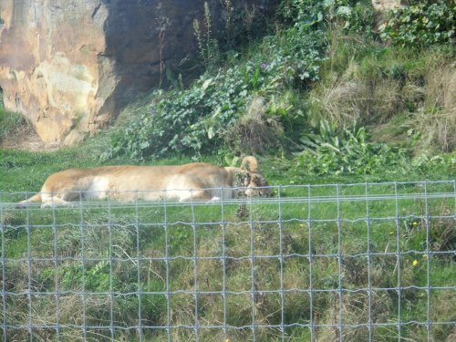 YORKSHIRE WILDLIFE PARK