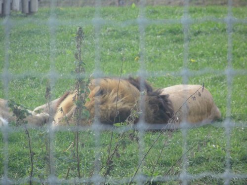 YORKSHIRE WILDLIFE PARK