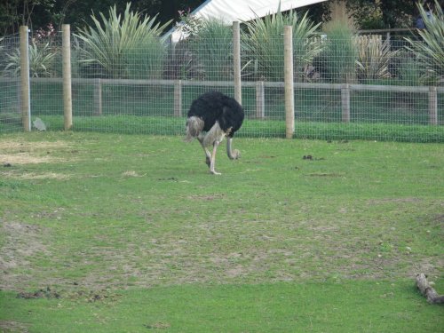 YORKSHIRE WILDLIFE PARK