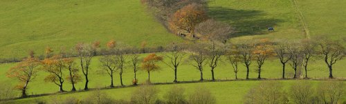 Tree Line near Wincle, Cheshire