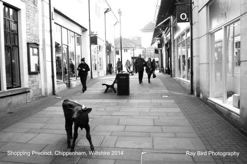Shopping Precinct, Chippenham, Wiltshire 2014