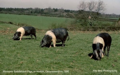 Wessex Saddleback Pigs, Horton, Gloucestershire 1990