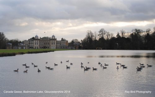 Canada Geese on Badminton Lake, Badminton, Gloucestershire 2014