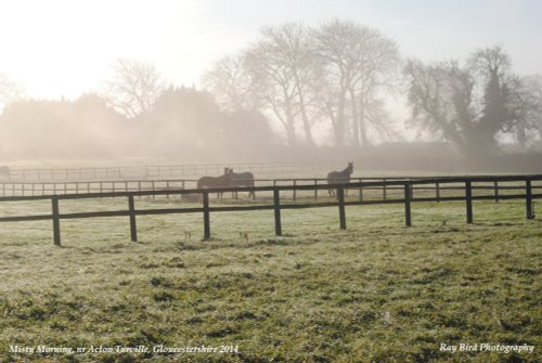 Horses in Paddock, Acton Turville, Gloucestershire 2014