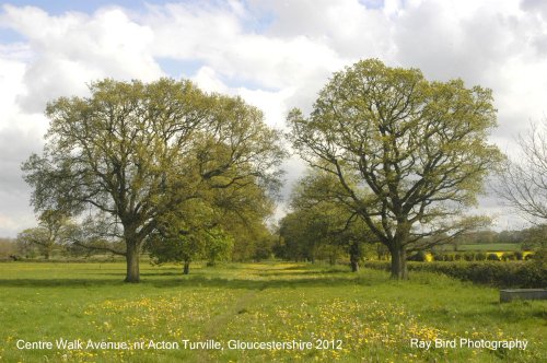 Centre Walk Avenue, nr Acton Turville, Gloucestershire 2012