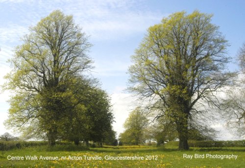 Centre Walk Avenue, nr Acton Turville, Gloucestershire 2012