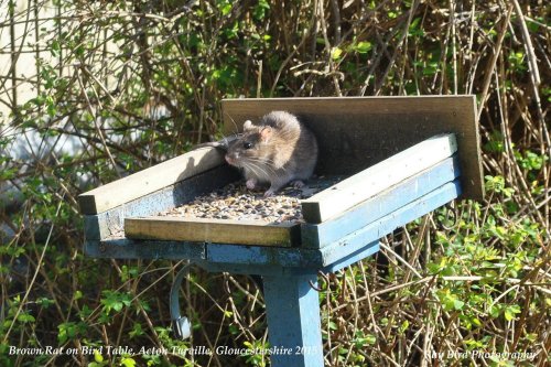 Brown Rat on Bird Table, Acton Turville, Gloucestershire 2015