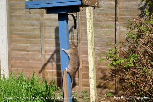Brown Rat climbing up Bird Table, Acton Turville, Gloucestershire 2015