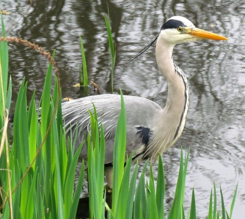 the heron