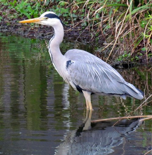 The heron