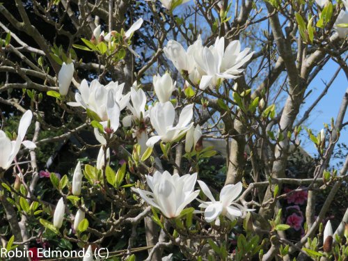 Beautiful magnolia bloom in Highcliffe