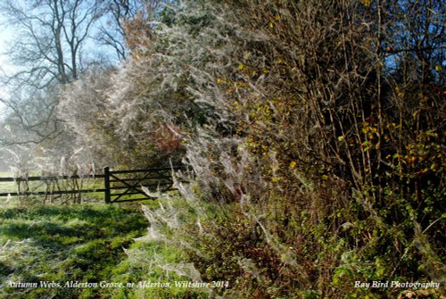 Autumn Webs, nr Alderton, Wiltshire 2014