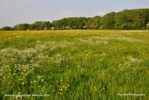Field in Spring, nr Alderton, Wiltshire 2016