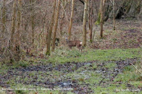 Roe Deer, Alderton Grove, nr Alderton, Wiltshire 2009