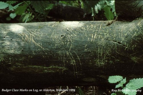 Badger Scratching Log, nr Alderton, Wiltshire 1994