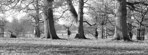 Red Deer Stags, Badminton Park, Gloucestershire 2015