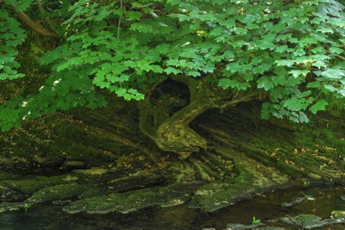 Tree by the River Dane, Danebridge, Staffordshire