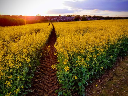 Andover Rapeseed Field