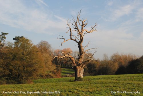 Ancient Oak Tree, Sopworth, Wiltshire 2014