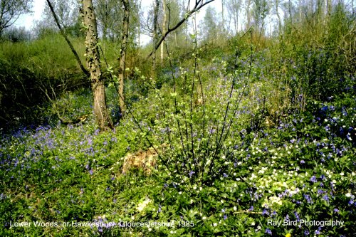 Flora in Lower Woods, nr Hawkesbury, Gloucestershire 1985