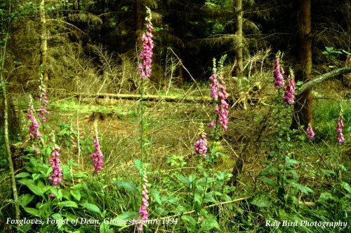 Foxgloves on Woodland Edge, nr Coleford, Forest of Dean, Gloucestershire 1994