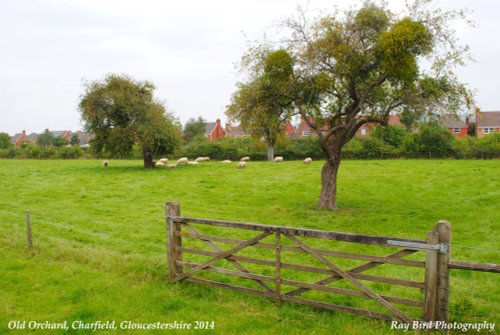 Sheep in Orchard, Charfield, Gloucestershire 2014