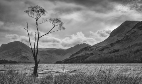 Lone Tree, Buttermere