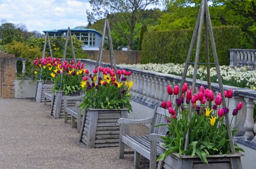 Harlow Carr Garden Tulip display