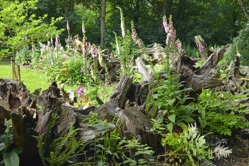 Burnby Hall Stump Garden