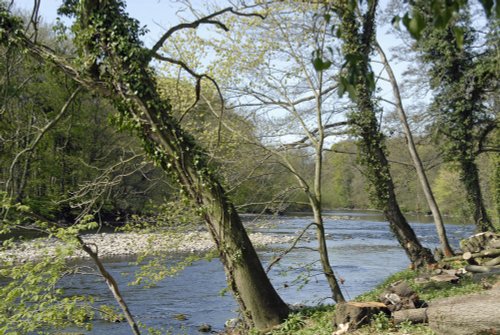 River Ure at West Tanfield