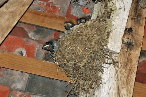 Birds nesting in barn at Great Dixter