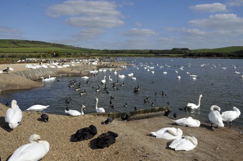 Abbotsbury Swannery