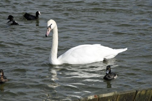 Abbotsbury Swannery