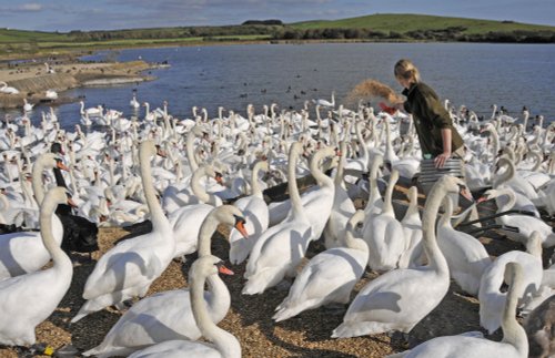 Abbotsbury Swannery