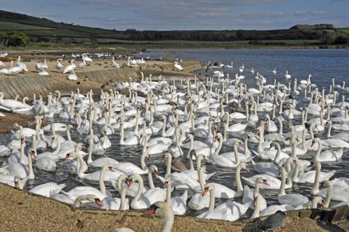 Abbotsbury Swannery