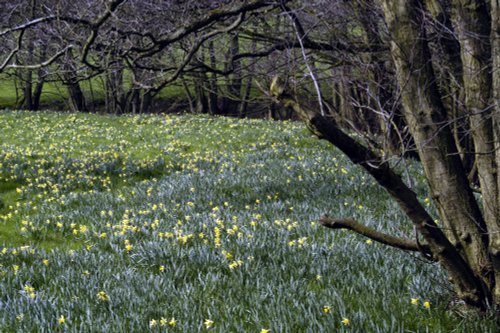 Farndale Daffodil Walk