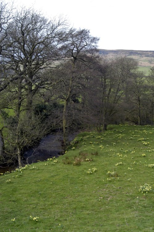 Farndale Daffodil Walk