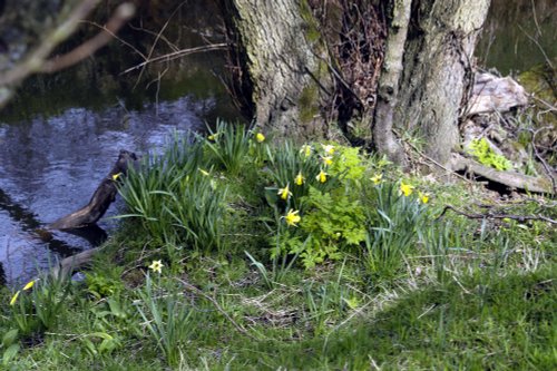 Farndale Daffodil Walk