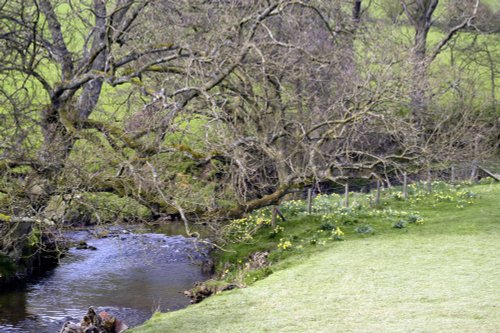 Farndale Daffodil Walk