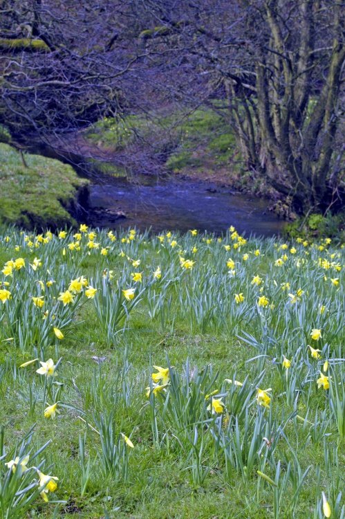 Farndale Daffodil Walk