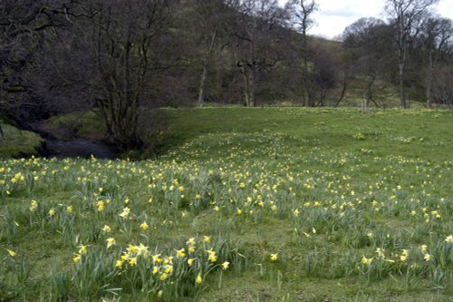 Farndale Daffodil Walk