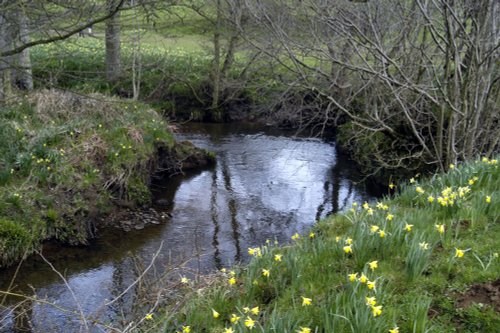 Farndale Daffodil Walk