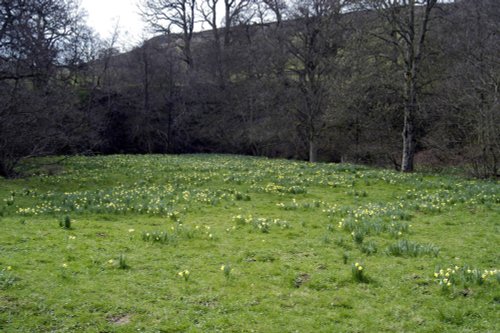 Farndale Daffodil Walk