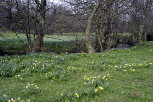 Farndale Daffodil Walk