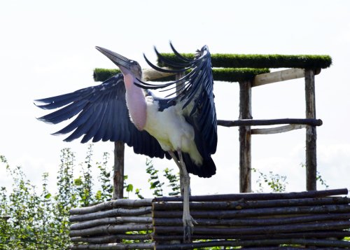 Eagle Heights Wildlife Foundation, Eynsford, Kent