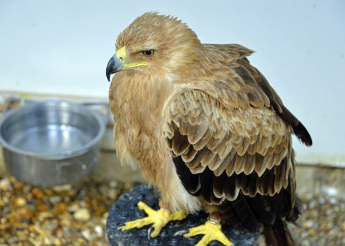 Eagle Heights Wildlife Foundation, Eynsford, Kent