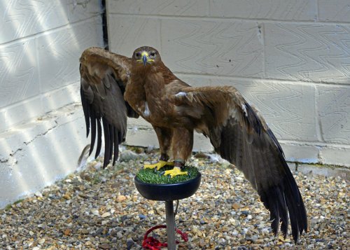 Eagle Heights Wildlife Foundation, Eynsford, Kent
