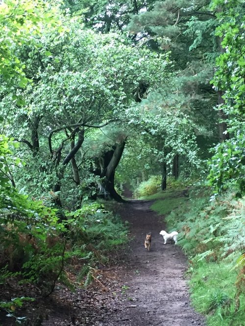 Summer in Dandy woods